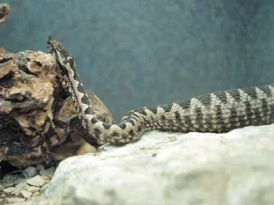 Poleg modrasa (na sliki) sta pri nas strupena &scaron;e navadni in la&scaron;ki gad. 