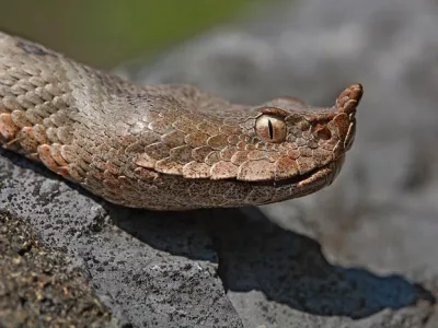 Po ugrizu modrasa: Kaj storiti, ko srečate kačo?