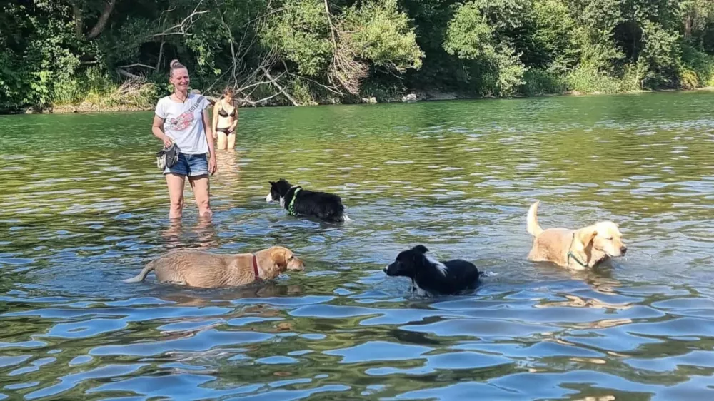 Poletje za Savo, psi, kopanje