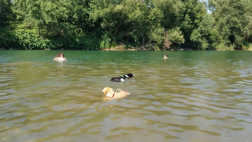 Poletje za Savo, psi, kopanje