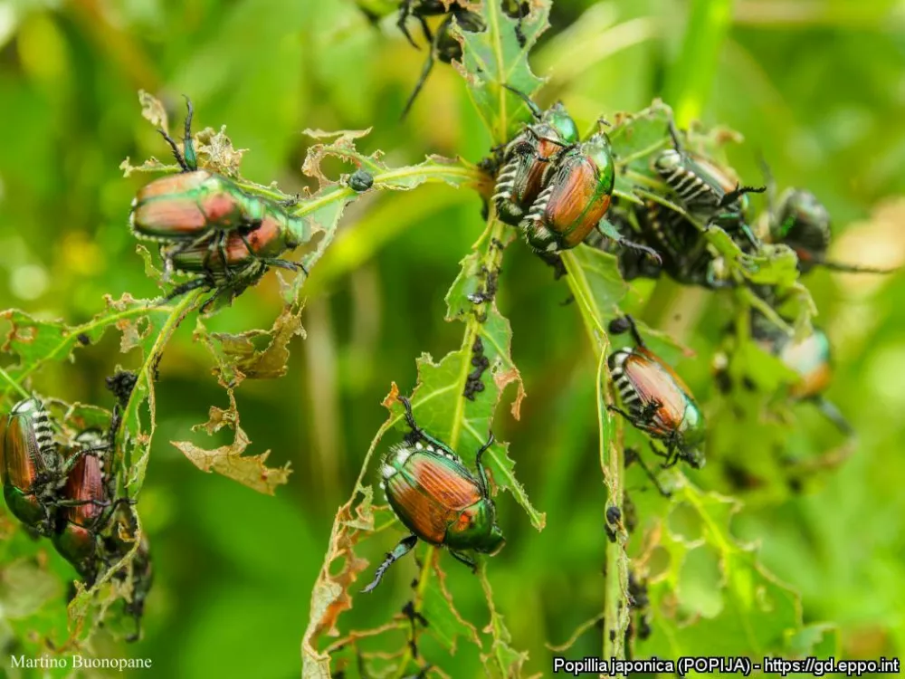 Japonski hro&scaron;č pri hranjenju. Foto: Martino Buonopare