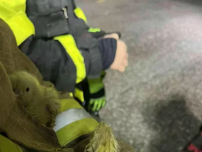 Farma pi&scaron;čancev Gerečja vas