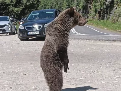 V regiji Transfagara&scaron;an živi kar &scaron;tirikrat več medvedov, kot je optimalno. Foto: Facebook