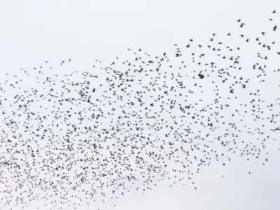 - 13.10.2015 - &scaron;korci, ki se jeseni zbirajo v jatah, v katerih odletijo na jug - &scaron;korci - jata &scaron;korcev - ptice selivke - simbolična fotografija//FOTO: Bojan Velikonja