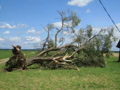NEURJE NA DRAVSKEM POLJU - IZRUVANO DREVO V MIHOVCIH