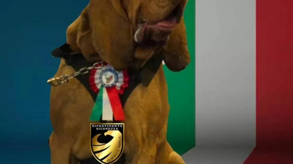 Juna&scaron;ki pes Bruno