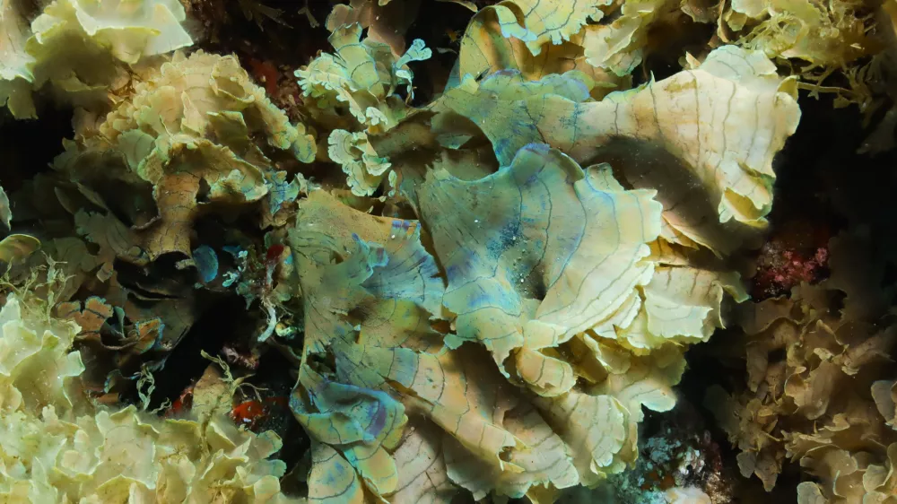 Invazivna rjava alga stypopodium schimperii v Jadranu. 