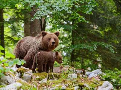 Brown bear - close encounter with a big mother wild brown bear with her cubs in the forest and mountains of the Notranjska region in Slovenia