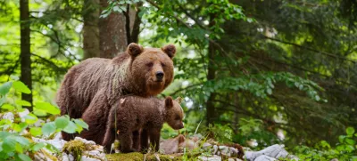 Brown bear - close encounter with a big mother wild brown bear with her cubs in the forest and mountains of the Notranjska region in Slovenia