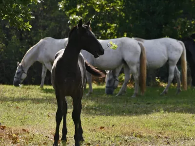 - LIPICA 2012 - kobilarna - vzreja svetovno znanih konjev lipicancev, konj - lipicanec - lipicanci//FOTO: Bojan Velikonja