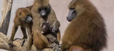 Družina pavijanov z naraščajem. Slika je simbolična. / Foto: Istock