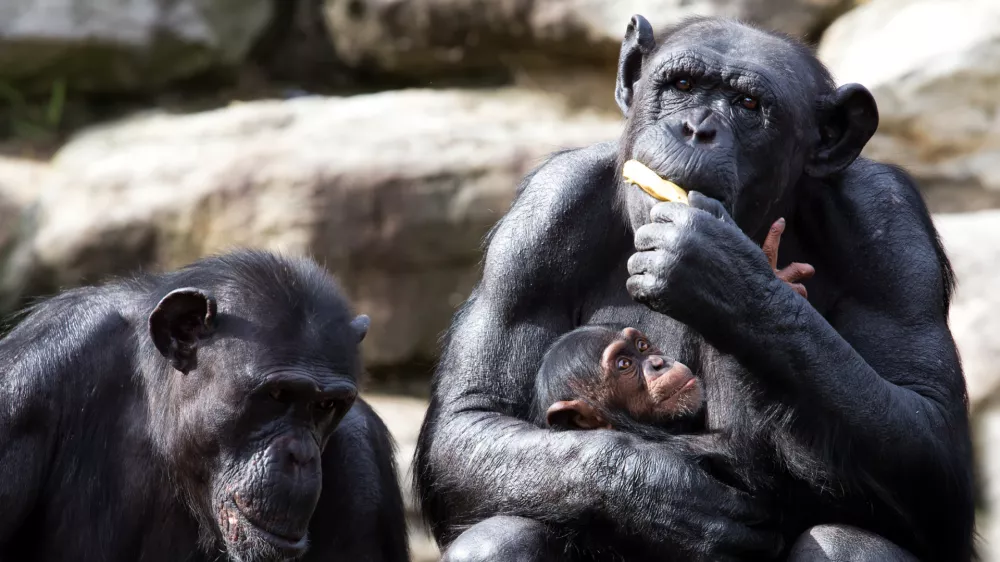Star&scaron;a in otrok. Razmerje moči med njimi ni zakoreninjeno v spolu. / Foto: Istock