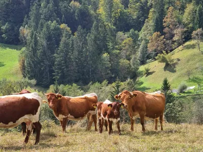 čreda krav, planine, gore, hribi, krave
