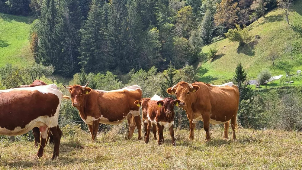 čreda krav, planine, gore, hribi, krave