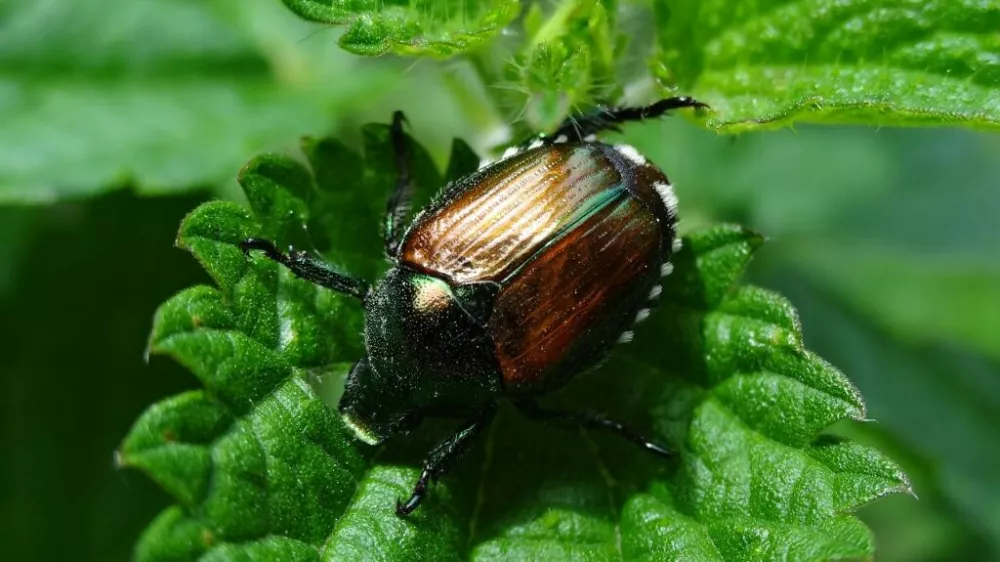 V obcčni Lukovica so odkrili skodljivega japonskega hrosca. Foto: STA
