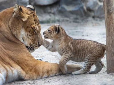 Liger v igri z mamo. Slika je sicer starej&scaron;a, ker je bilo doslej že nekaj takih primerov po svetu. / Foto: Istock