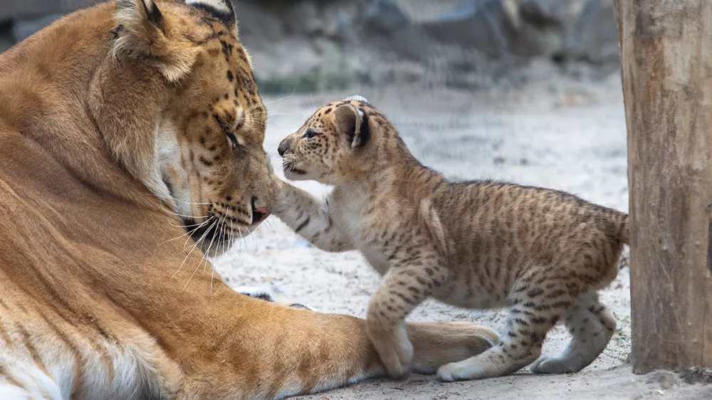 Liger v igri z mamo. Slika je sicer starej&scaron;a, ker je bilo doslej že nekaj takih primerov po svetu. / Foto: Istock