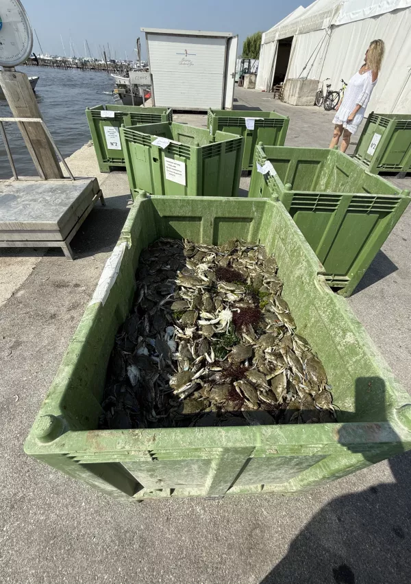 modra rakovica, Strunjan, Italija / Foto: Irena Fonda/yousea