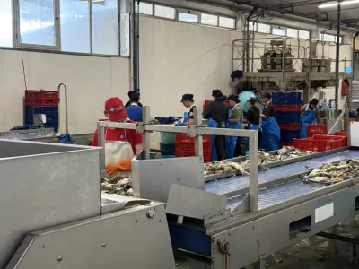 modra rakovica, Strunjan, Italija / Foto: Irena Fonda/yousea