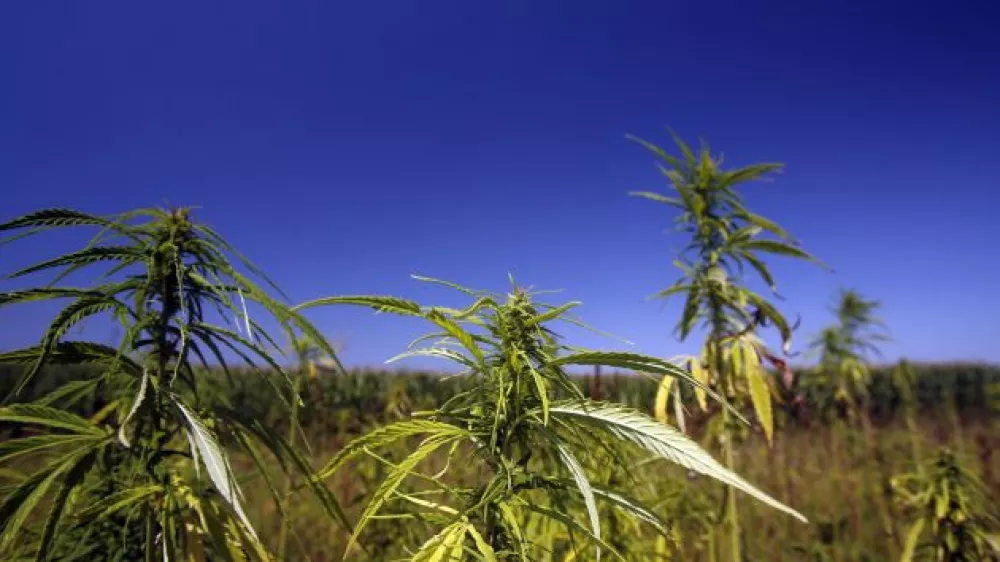 -Konoplja-Prekmurje, reportaža//FOTO: Bojan VelikonjaOPOMBA: ZA OBJAVO ZA OBJAVO V PRILOGI &ndash; DNEVNIKOV OBJEKTIV - REPORTAŽA