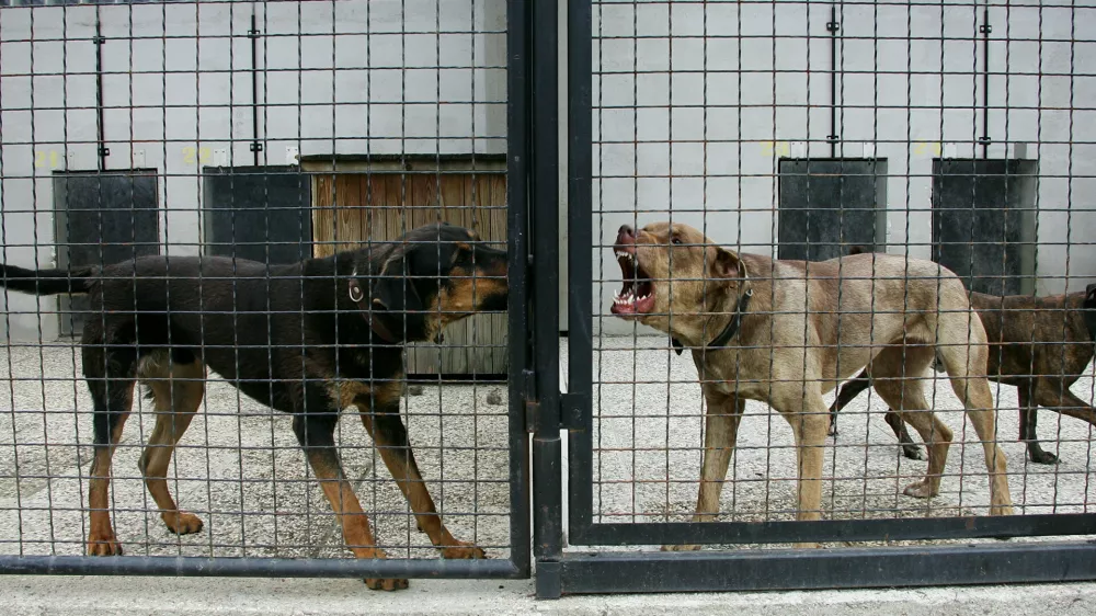 Zaveti&scaron;če za zapu&scaron;čene živali, GmajnicaFOTO: Nada MihajlovičOPOMBA: ZA OBJAVO V ČASNIKU DIREKT