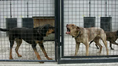 Zaveti&scaron;če za zapu&scaron;čene živali, GmajnicaFOTO: Nada MihajlovičOPOMBA: ZA OBJAVO V ČASNIKU DIREKT