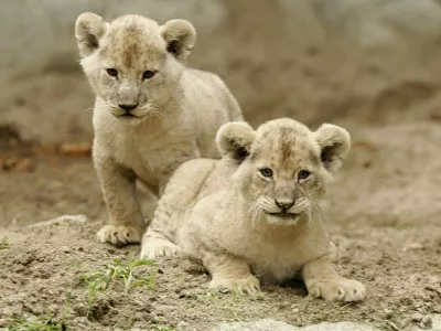 Two two-month-old lion cubs enjoy for the first time their outdoor enclosure in the Tierpark Hagenbek Zoo in the northern German city of Hamburg October 12, 2006.  REUTERS/Morris Mac Matzen  (GERMANY)