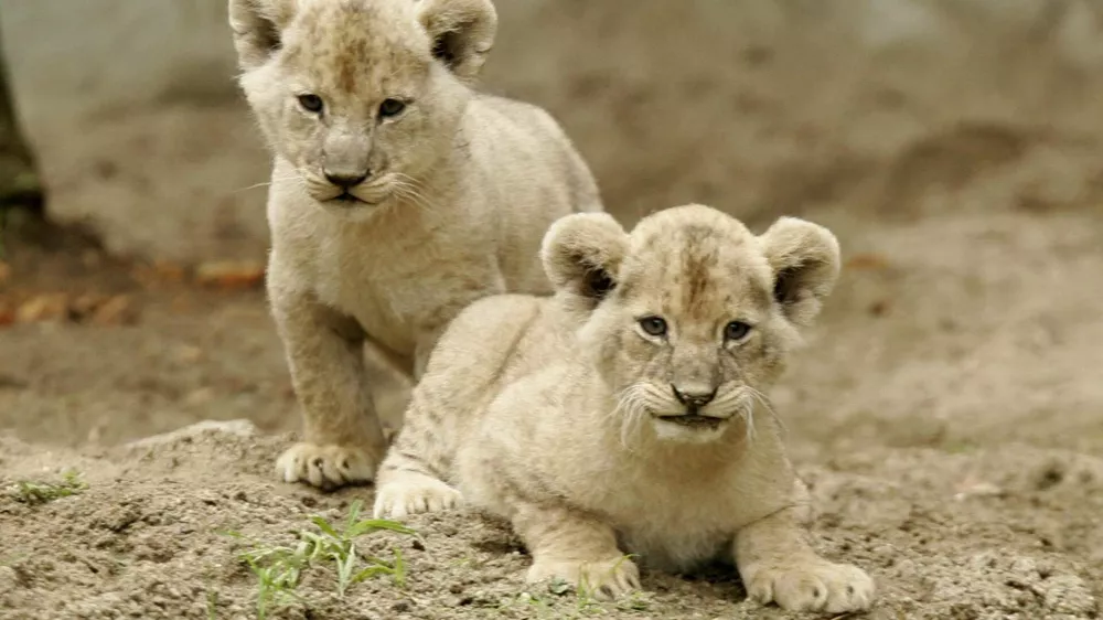 Two two-month-old lion cubs enjoy for the first time their outdoor enclosure in the Tierpark Hagenbek Zoo in the northern German city of Hamburg October 12, 2006.  REUTERS/Morris Mac Matzen  (GERMANY)