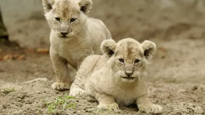 Two two-month-old lion cubs enjoy for the first time their outdoor enclosure in the Tierpark Hagenbek Zoo in the northern German city of Hamburg October 12, 2006.  REUTERS/Morris Mac Matzen  (GERMANY)