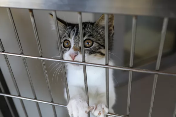 15.07.2025 - Zaveti&scaron;če za zapu&scaron;čene živali Ljubljana, GmajniceFoto: Luka Cjuha