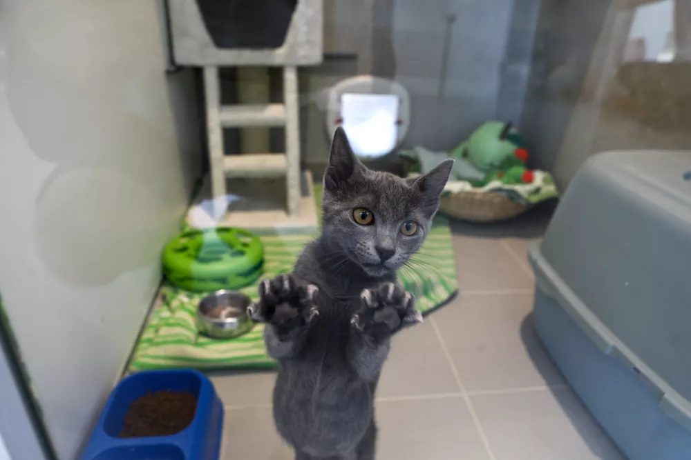 15.07.2025 - Zaveti&scaron;če za zapu&scaron;čene živali Ljubljana, GmajniceFoto: Luka Cjuha