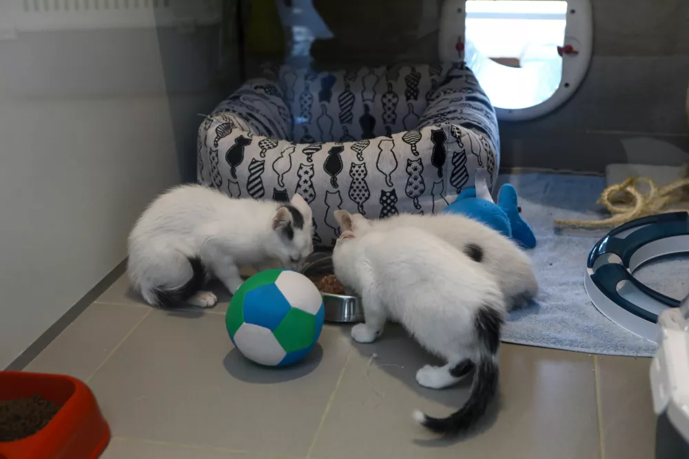 15.07.2025 - Zaveti&scaron;če za zapu&scaron;čene živali Ljubljana, GmajniceFoto: Luka Cjuha