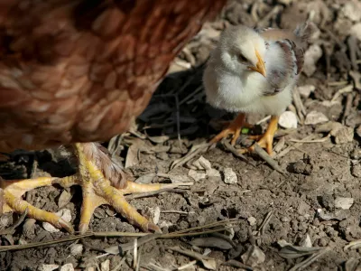 pi&scaron;čanec in koko&scaron;