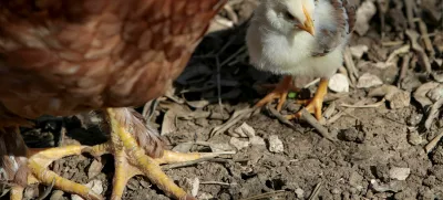 piščanec in kokoš