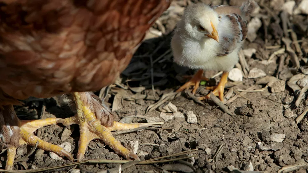 pi&scaron;čanec in koko&scaron;