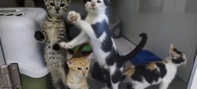 15.07.2025 - Zavetišče za zapuščene živali Ljubljana, GmajniceFoto: Luka Cjuha