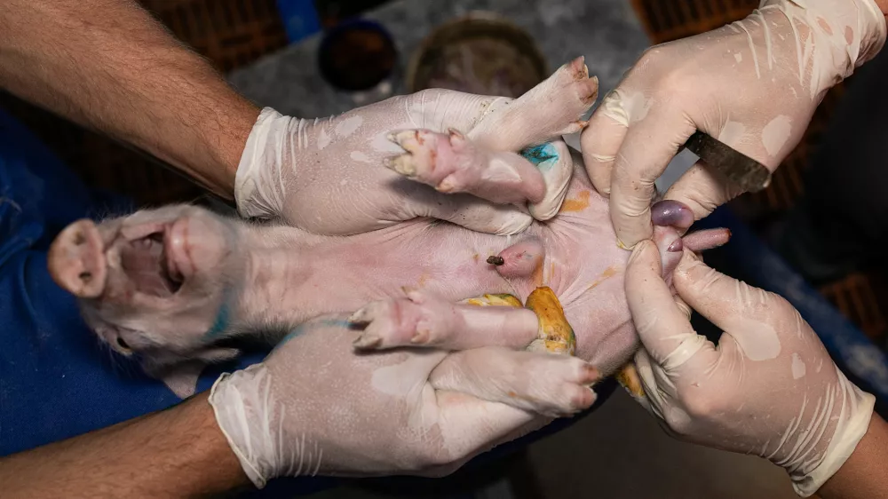 Kastriranje pujskov na živo: za&scaron;čitniki živali trkajo na vest državnih svetnikov