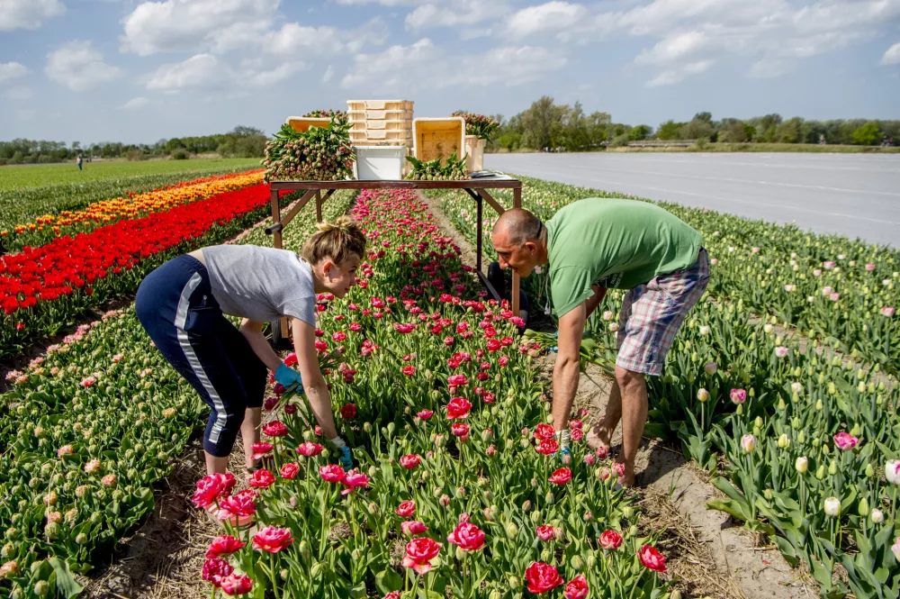 LISSE - toeristen in de bollenvelden toerist drukte Een dranghek met een spandoek om toeristen uit de bollenvelden te houden. De bloembollenkweker is initiatiefnemer van de campagne. De kwekers hopen op deze manier toeristen te weerhouden de bloemen plat te trappen als ze een foto willen maken. FOTO MICHEL UTRECHT Keukenhof in volle bloei. 2019 68 68e 68ste achtenzestigste attractie bezienswaardigheid bloei bloeien bloem bloemen bloemenpark bloemententoonstelling bloementuin bol bolgewas bollen bollenstreek bollenvelden editie evenement expo expositie flora gewas holland in jaarlijks jaarlijkse keer keukenhof landbouw landbouwevenement landbouwproduct lente lente2019 luchtfoto luchtopname natuur nederland nederlandse overzicht park plant planten plantenrijk seizoen tentoonstelling toerisme toeristenseizoen toeristisch toeristische tourisme touristisch touristische traditie tuin tuinbouw tuinen uitzicht voorjaar voorjaar2019 / Foto: Hollandse Hoogte / Michel Utrecht
