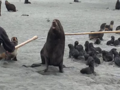 Kamčatka - zdravilo proti sovra&scaron;tvuKAMCHATKA: THE CURE FOR HATREDruska dokumentarna oddaja, 2014