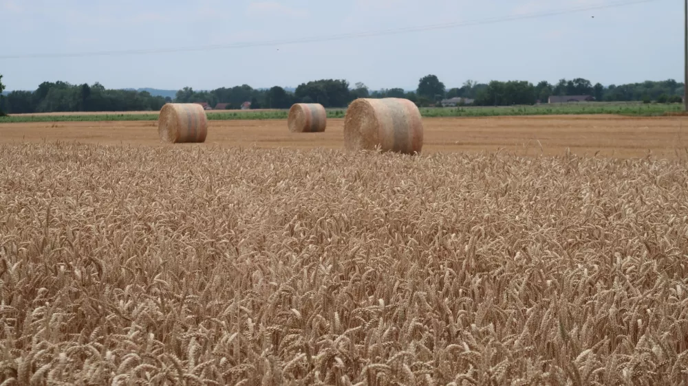 kmetijstvo, polje, p&scaron;enica. Foto: Tatjana Pihlar 