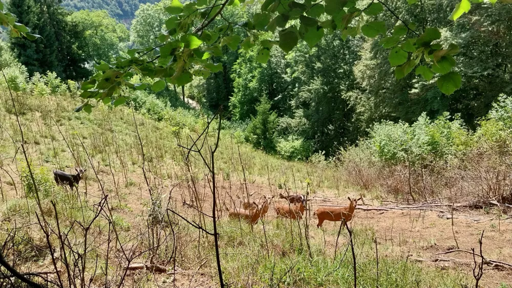 Oskrbnik, pripovedovalec in prijatelj pohodnikov