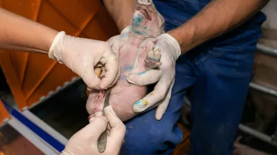 Kastriranje pujskov na živo. Foto: dru&scaron;tvo AETP