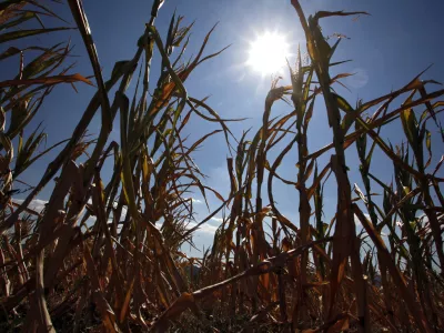 posu&scaron;ena koruza - koruzno polje - kmetijsko zemlji&scaron;če - Vipavska dolina 2012 - su&scaron;a      //FOTO: Jaka Gasar / Foto: Jaka Gasar