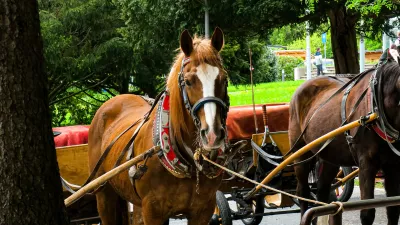 Blejski fijakarji pod drobnogledom: In&scaron;pekcija za enega konja izdala prepoved dela zaradi shuj&scaron;anosti