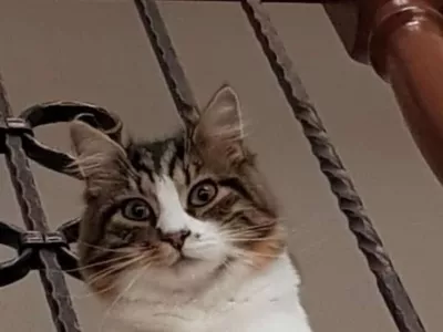 K9 iskanje pogre&scaron;anih - Slovenija 