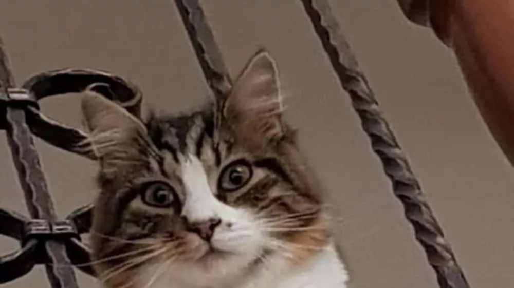 K9 iskanje pogre&scaron;anih - Slovenija 