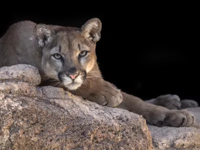 Mountain Lion posing in his den.