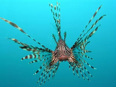 Velika plamenka ali navadna plamenka (znanstveno ime Pterois volitans) je strupena riba iz družine bodik (Scorpaenidae). Prebiva v Indijskem in Pacifi&scaron;kem oceanu, v zadnjem času pa tudi ob vzhodni obali ZDA. Je priljubljena akvarijska riba.