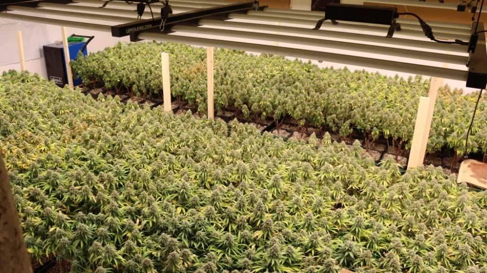 Konoplja, marihuana, zaseg konoplje, prostor za gojenje.15. 4. 2025PU Novo mesto