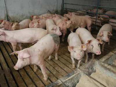 Ekipa zvedavih in prijaznih pra&scaron;ičkov s kmetije 